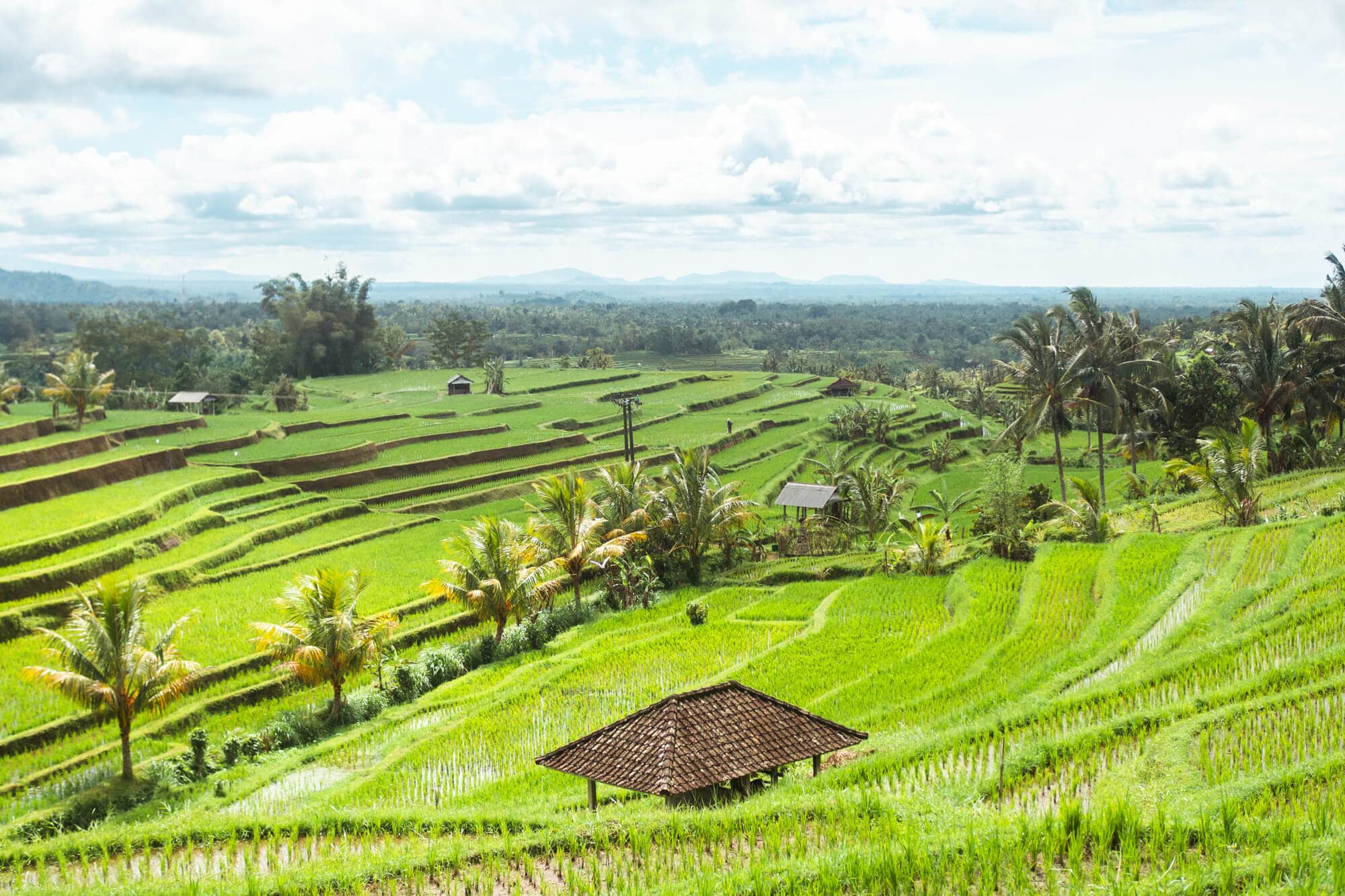 Jatiluwih-Rice-Terraces-UNESCO