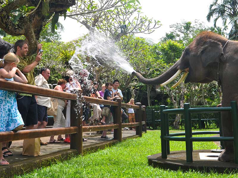 Mason-Adventures-Elephant-Park-Admission-Gallery-2