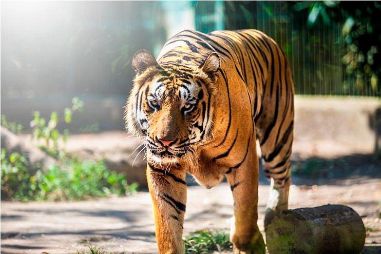 bengal-tiger-at-bali