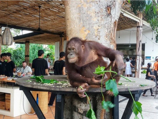 breakfast-with-orangutan-1024x666