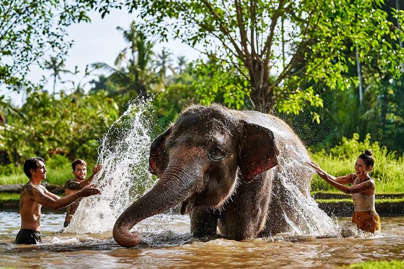 elephant-mud-fun-bali-zoo