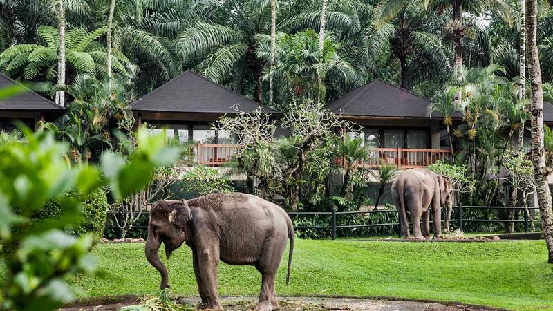 mason-elephant-park-lodge